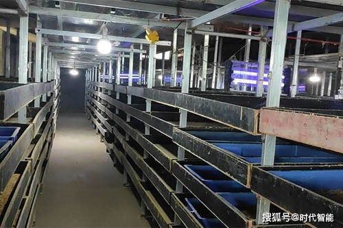 豐優(yōu)9號蛋白蟲養(yǎng)殖 可制作各種美容產(chǎn)品,也可做飼料